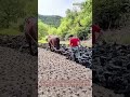 一頭の馬の力 山での伝統的な土壌準備：土地で生き残る 歩く鋤の技術をマスターする