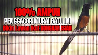 SUARA MURAI BATU GACOR AMPUH BUAT PANCINGAN EMOSI AGAR BONGKAR ISIAN