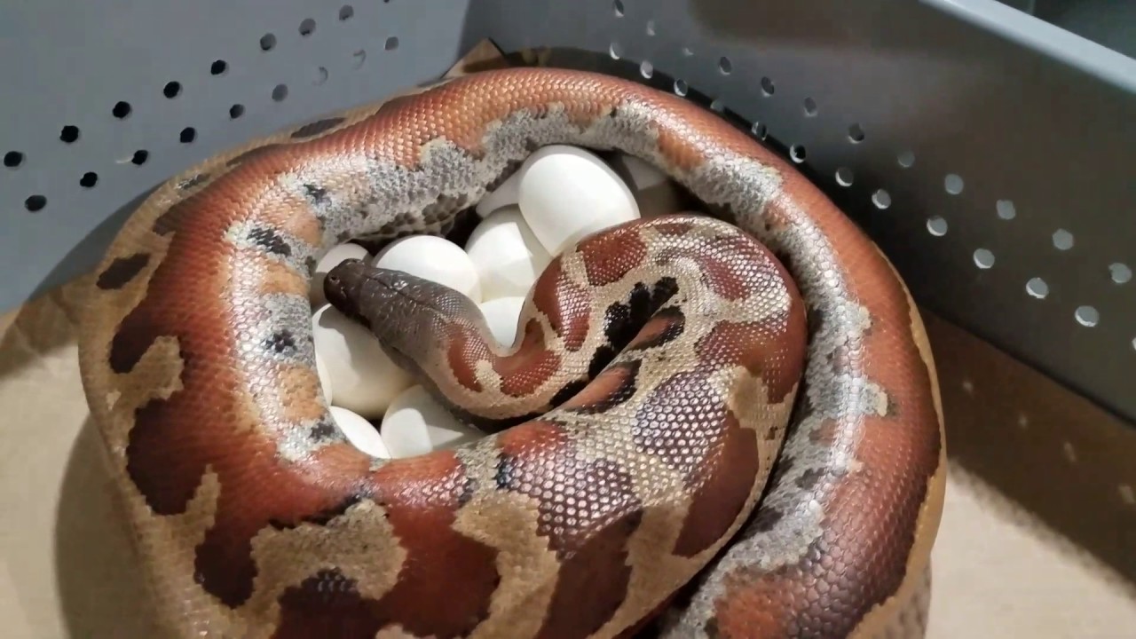 pikachu pokemon CBE Stripe Het T+ Albino Blood Python Clutch #3.