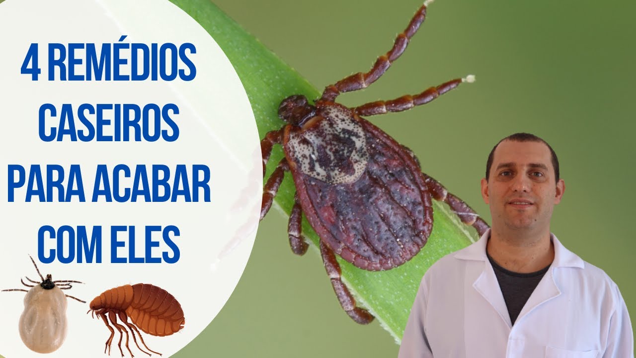 4 remédios caseiros para combater pulgas e carrapatos - YouTube
