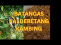 Kalderetang kambing ng batangas