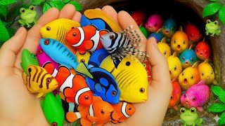 картинка: Удивительный улов: красочные декоративные рыбы-собаки, красноголовые рыбы-белки, радужная рыбка, ...