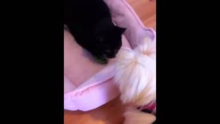 Dog and Cat love snap peas