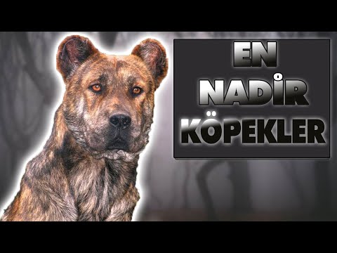 Video: Amerika Birleşik Devletleri'ndeki 15 En Nadi Köpek Irkları