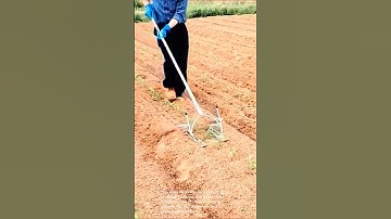 Effortless weeding: this tool will change your gardening forever!