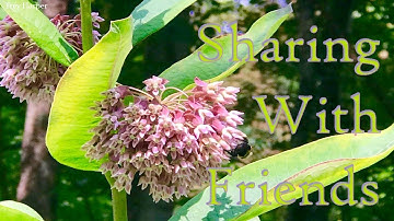 Sharing With Friends