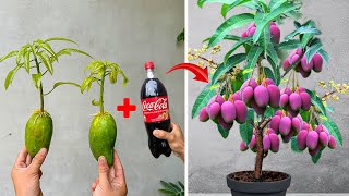 SUPER SPECIAL TECHNIQUE for propagating MANGO tree with cocacola, super fast growth
