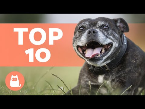 Video: 10 cani longevi Questo veterinario vede