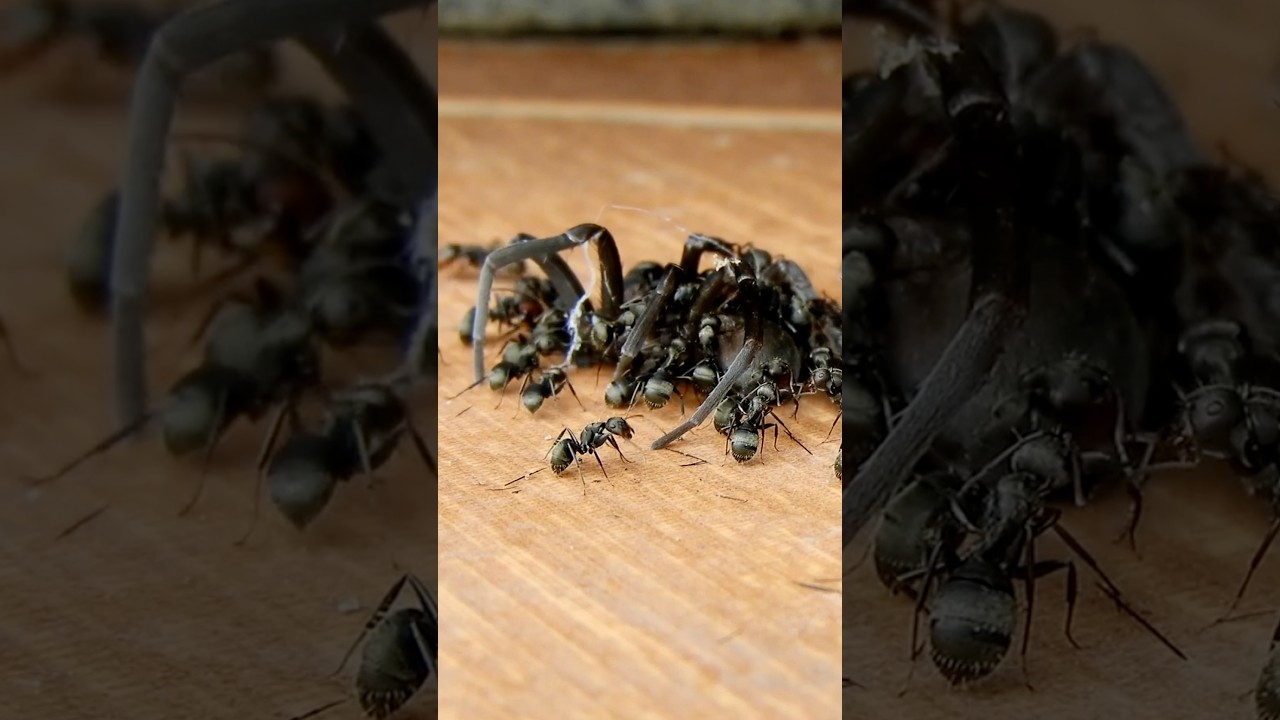 10 ФАКТОВ О МУРАВЬЯХ, О КОТОРЫХ ТЫ ДАЖЕ НЕ ДУМАЛ