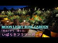 いばらきフラワーパーク　MOON LIGHT ROSE GARDEN 2022