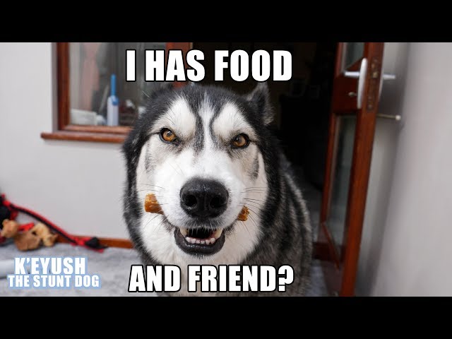 Husky Choose Best Friend Over FOOD! Hes SHOCKED To See Him!