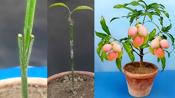 Mango V Grafting Technique With Result (100% Success)