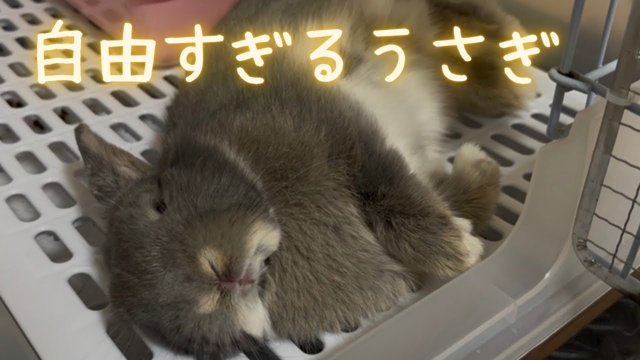 うちのうさぎの生活が面白かったのでこっそり観察してみました