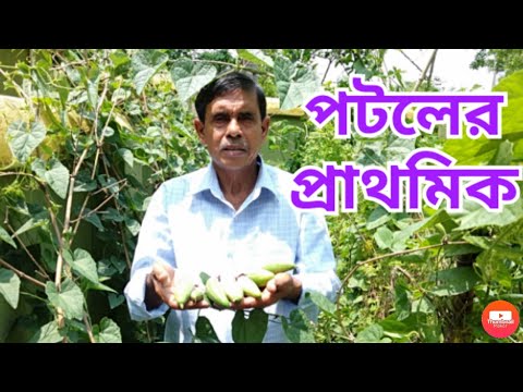 simple method of pointed gourd cultivation||টবে পটল চাষের সহজ পদ্ধতি|| #potol chas