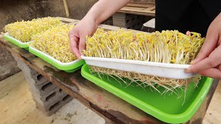 No need to water  The secret to making bean sprouts at home quickly and with little effort