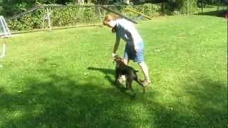 Teaching Your Dog to 'Switch' or the Mechanics of an Agility Rear Cross