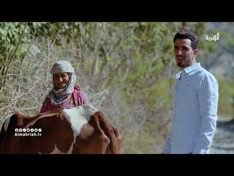 البقرة هذه مثل إبني مقلب البيطري والرعوي