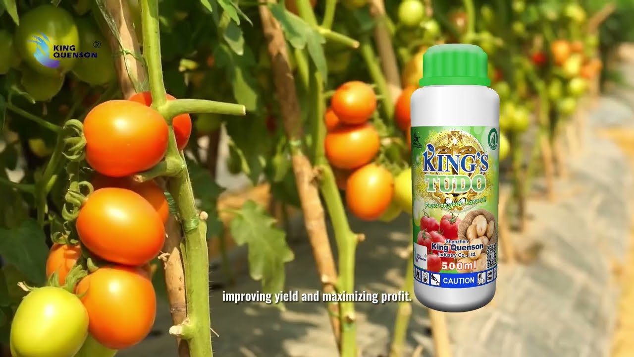 KING‘S TUDO，Post-emergence Herbicide Specific for Potato and Tomato Fields