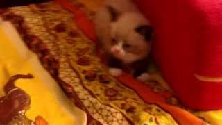 Котенок смешно испугался Котенок смешно испугался