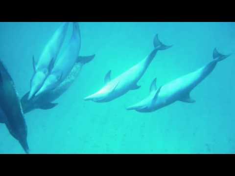 Human-Dolphin Connection with Wildquest