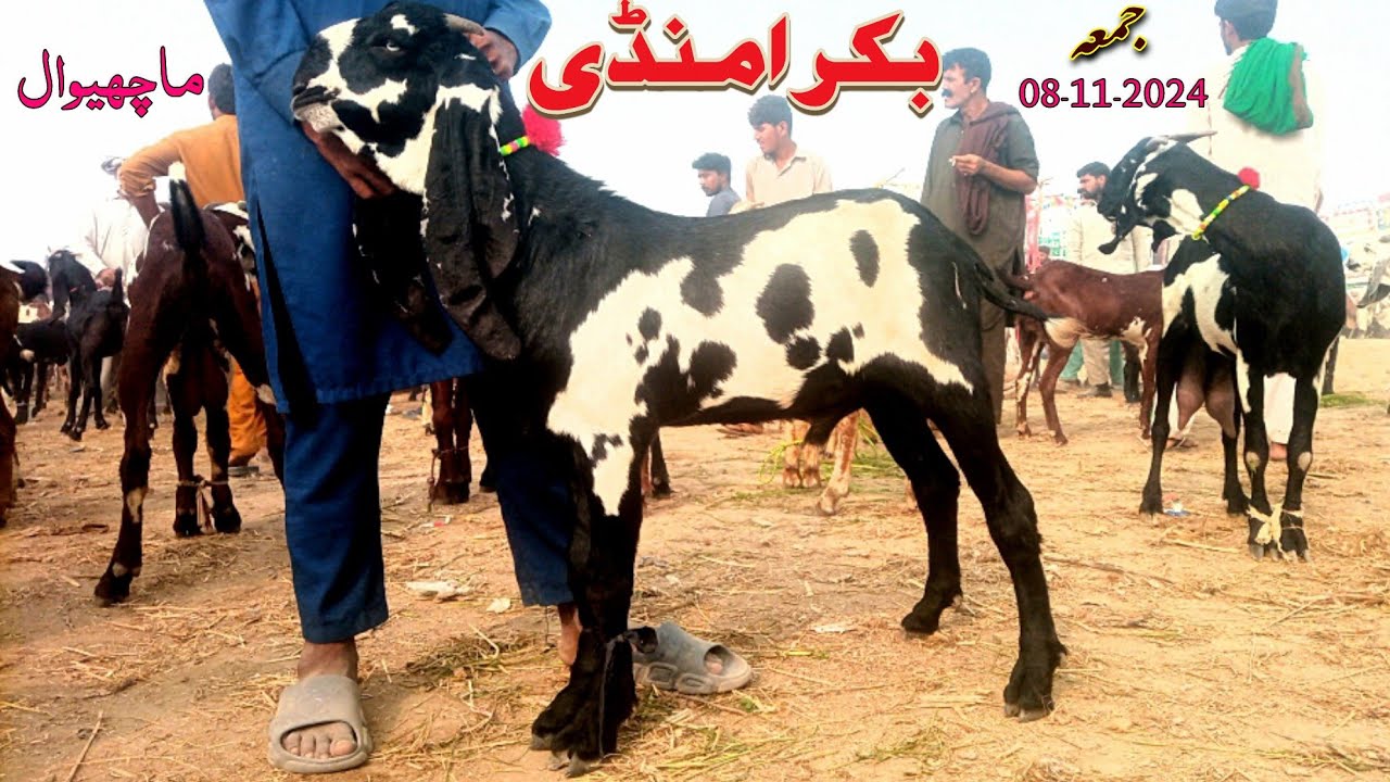 |08-11-2024|Bakra Mandi Machiwal |Burewala|