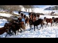 Табун карачаевской породы лошадей Усть-Джегутинском районе КЧР, в урочище «Къош Чокъракъ»