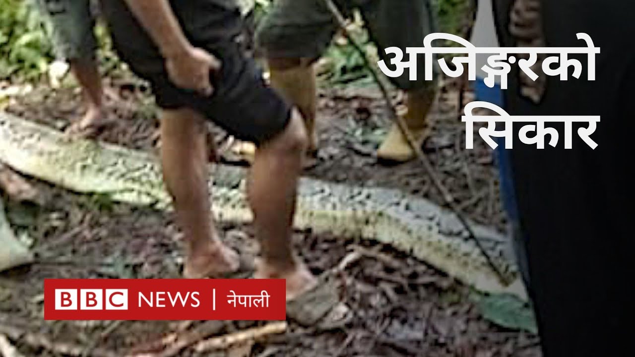 Python eating human: इन्डोनेशियाली महिला बनिन् अजिङ्गरको सिकार -BBC ...