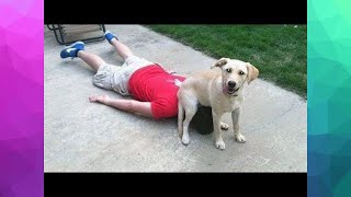 EPIC ANIMAL COMPILATION VIDEO #5 | Cutest And Funniest Animal Moments | Try Not To Laugh Animals by Animal Pet Shop 208 views 3 years ago 8 minutes, 6 seconds