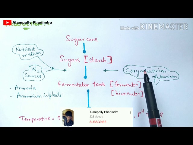 Production of Glutamic acid and Aspartic acid by fermentation | Bio science class=