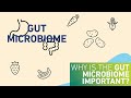 Why is the gut microbiome important?