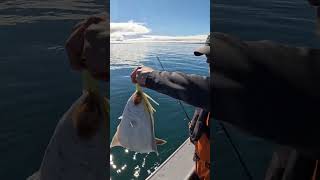 Halibut on a Bright Sunny Day! #halibut #alaska #fishing #shorts