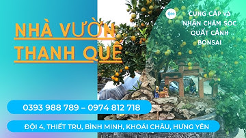 NHÀ VƯỜN THANH QUẾ 0393988789 NHÀ VƯỜN CUNG CẤP QUẤT CẢNH BONSAI ĐẸP GIÁ RẺ HƯNG YÊN MIỀN BẮC