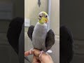 كروان يقول بوسه Parrot يوتيوب عائلة سكر ومينو Youtubeshorts Yearofyou طيور Trend Yotube 