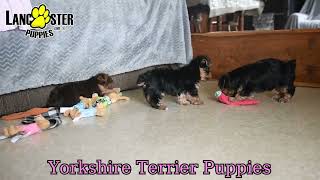 Adorable Yorkshire Terrier Puppies