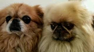 Pekingese~Rottweiler Tribute ♥️♥️♥️ Sweetest Dogs Ever by brettvett1 967 views 3 years ago 2 minutes, 49 seconds