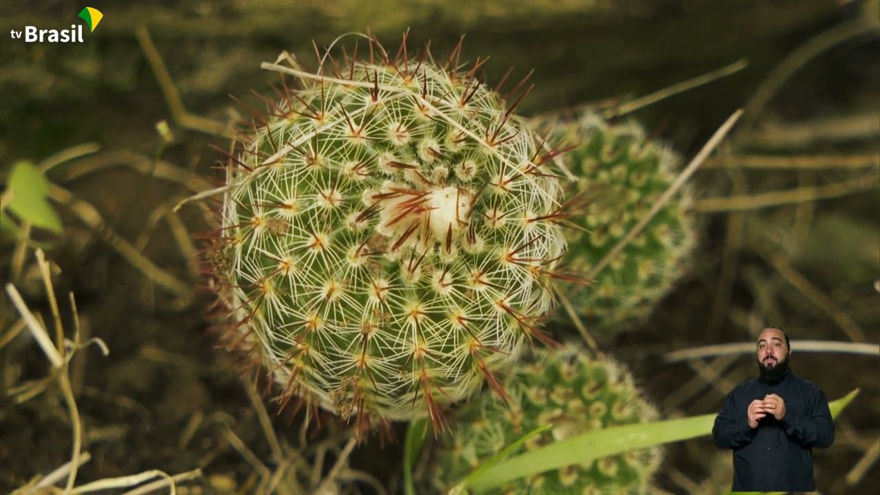 Pampa: a natureza selvagem e o homem vivendo em harmonia | Nossos Biomas