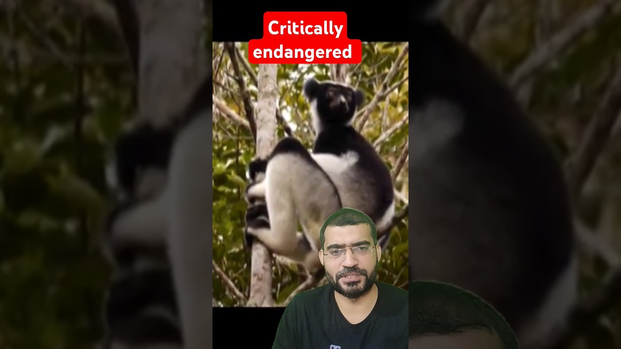 Critically endangered species | Discover the Indri 