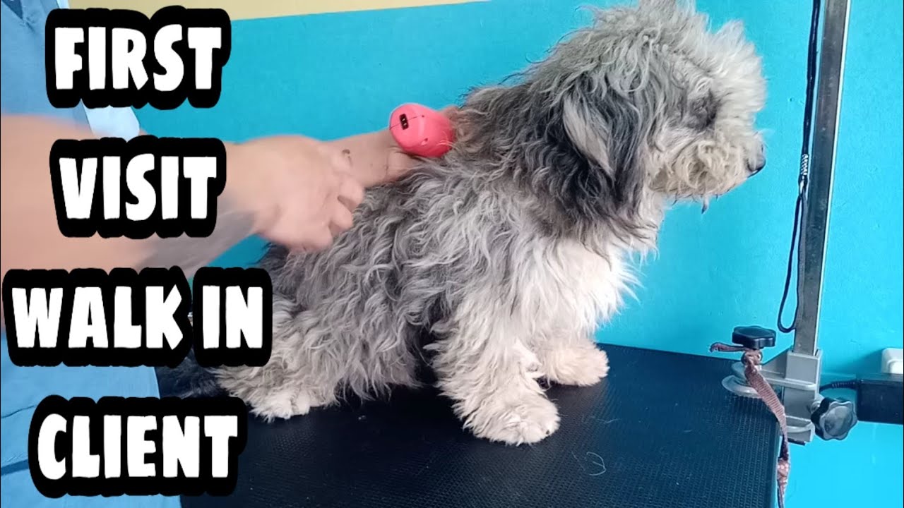 Walk In Breeding First Visit Walk In Client | WHAT BReed are You!!?😂 Fullgroom summercut ...