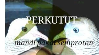 Memandikan burung perkutut dengan semprotan