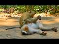 Monkey Rainbow Shows Love to mom Libby🐒: Helping Mom Libby Rest & Sleep Peacefully💞