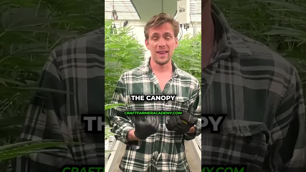 How To Properly Defoliate Your Plants