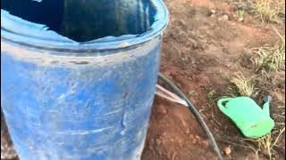 Scorching Sun Not Good for our Coffee #viralvideo #farming #support #usa 