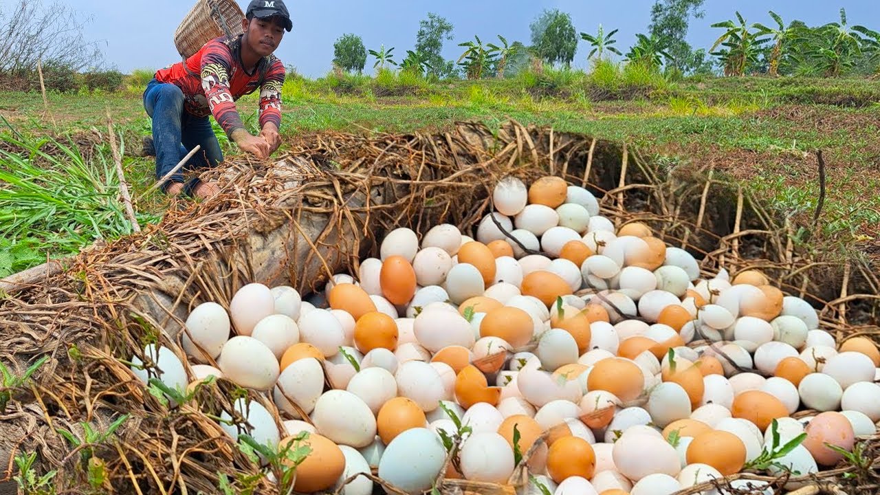 wow best videos - pick a lot of duck eggs in the dry field by hand a farmer skills