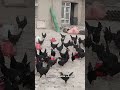تجارت که با 5000 افغانی شروع شد