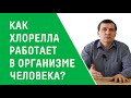 КАК ХЛОРЕЛЛА РАБОТАЕТ В ОРГАНИЗМЕ ЧЕЛОВЕКА?