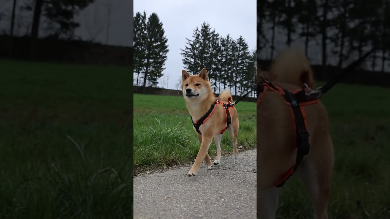 Triton 1000 Titanium