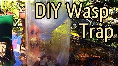 FREE Homemade Pop Bottle Wasp Trap/ FREE DIY Soda Bottle Yellow Jacket Trap