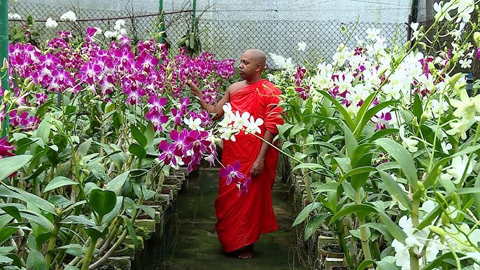Success Story Of Commercial Orchid