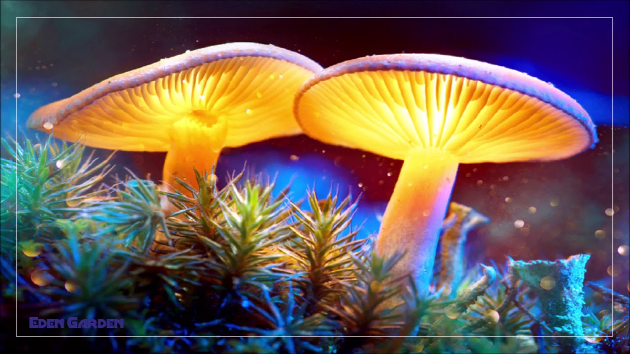 Magic Mushrooms Music | Background Deep Relaxing Instrumental Music