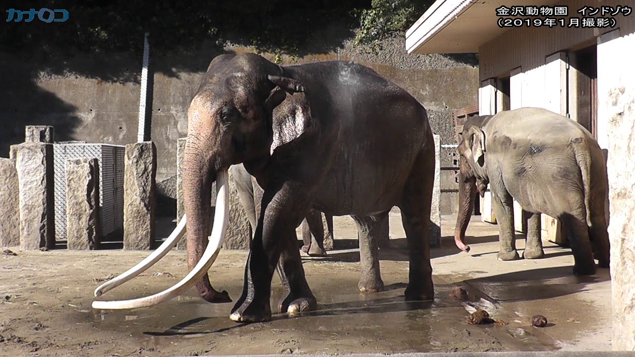 牙がなが い インドゾウ 金沢動物園 神奈川新聞 カナロコ Youtube